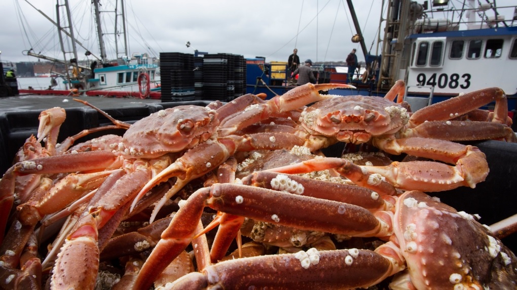 Giá cua tuyết Canada tăng