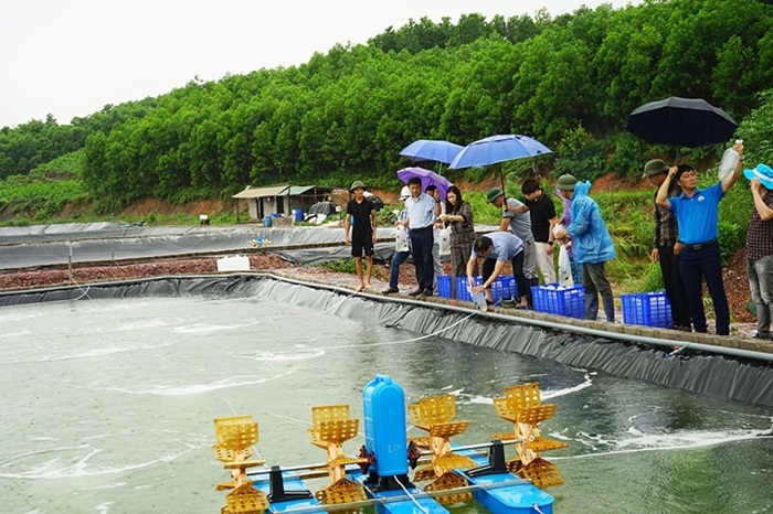 Quảng Ninh Hơn 60 vạn tôm giống được thả theo mô hình nuôi tôm thẻ chân trắng