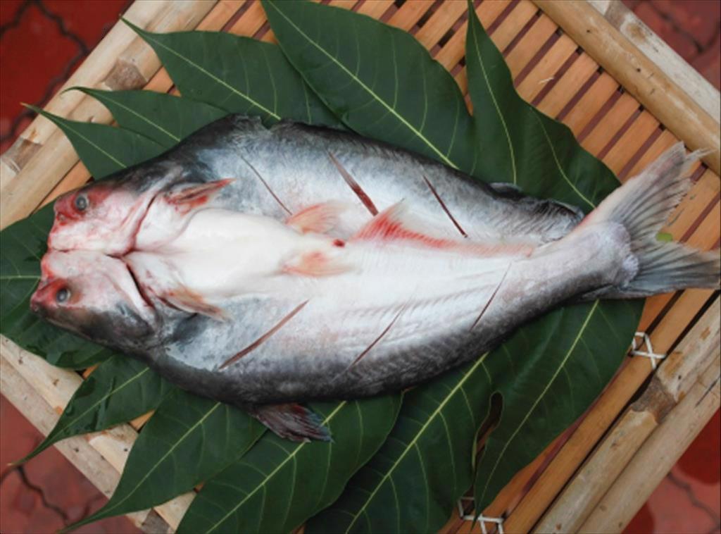 Trung Quốc tăng gấp đôi nhập khẩu cá tra nguyên con xẻ bướm