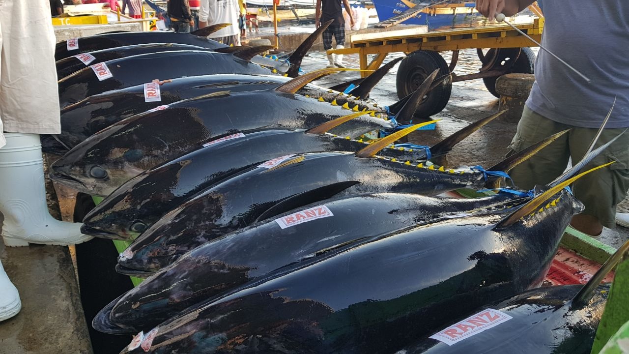 Indonesia cắt giảm sản lượng khai thác cá ngừ để phục hồi trữ lượng