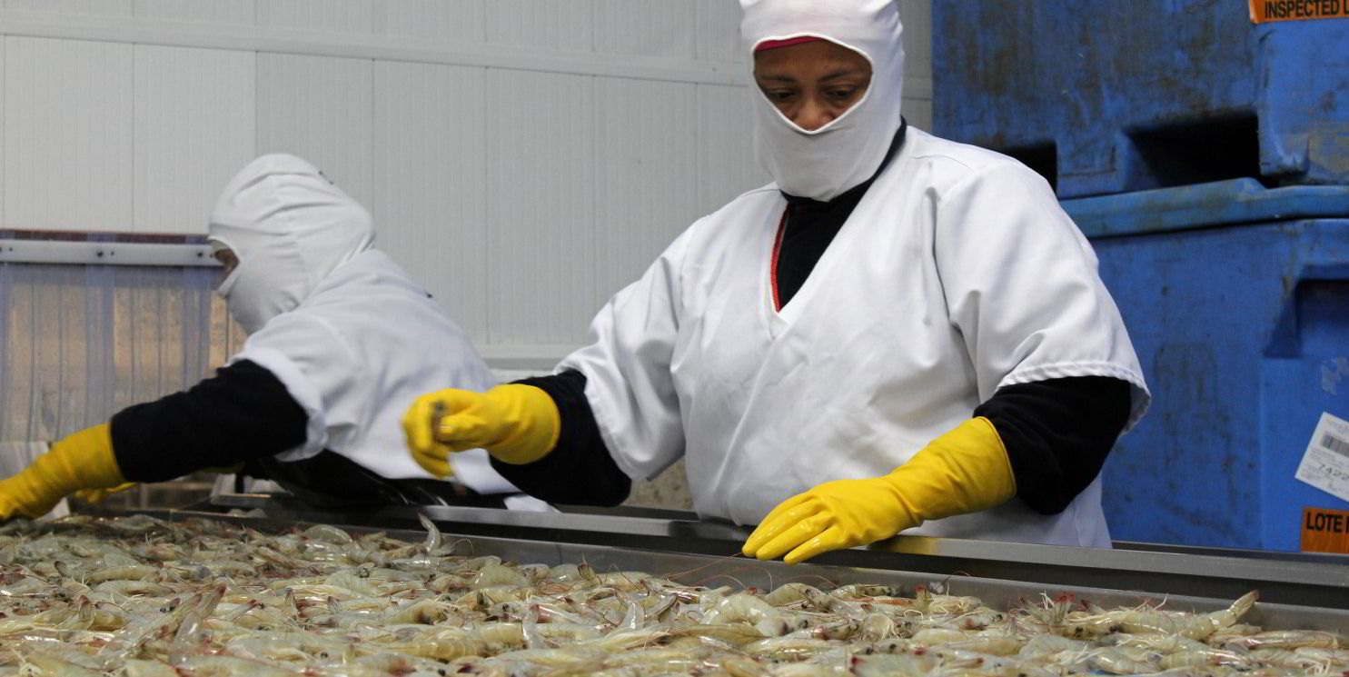 Đàm phán giá tôm giữa Ecuador và Trung Quốc gặp nhiều khó khăn