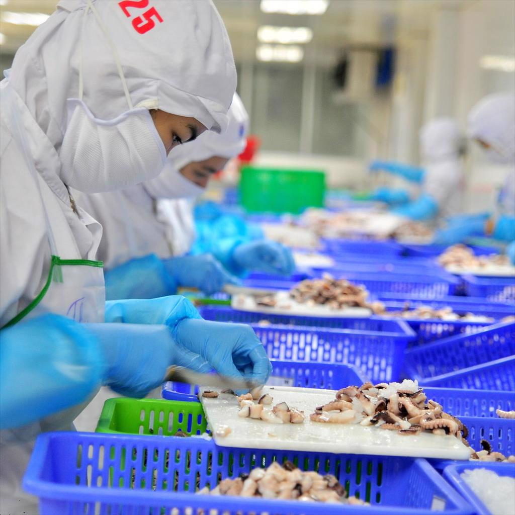 Infographic Xuất khẩu mực và bạch tuộc của Việt Nam 5 tháng đầu năm 2023