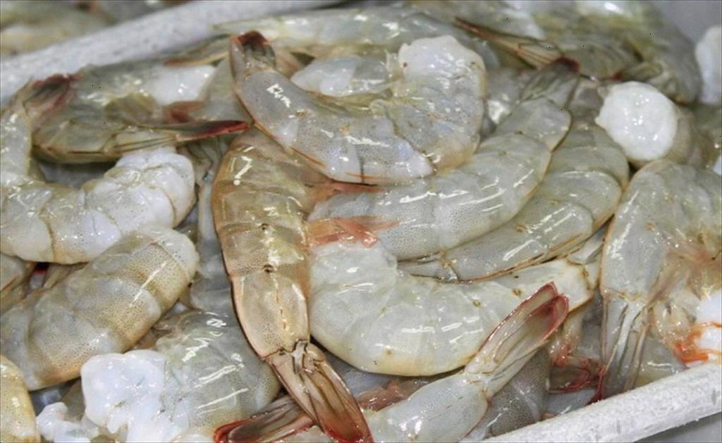 Ngành tôm của Ecuador gióng lên hồi chuông cảnh báo 