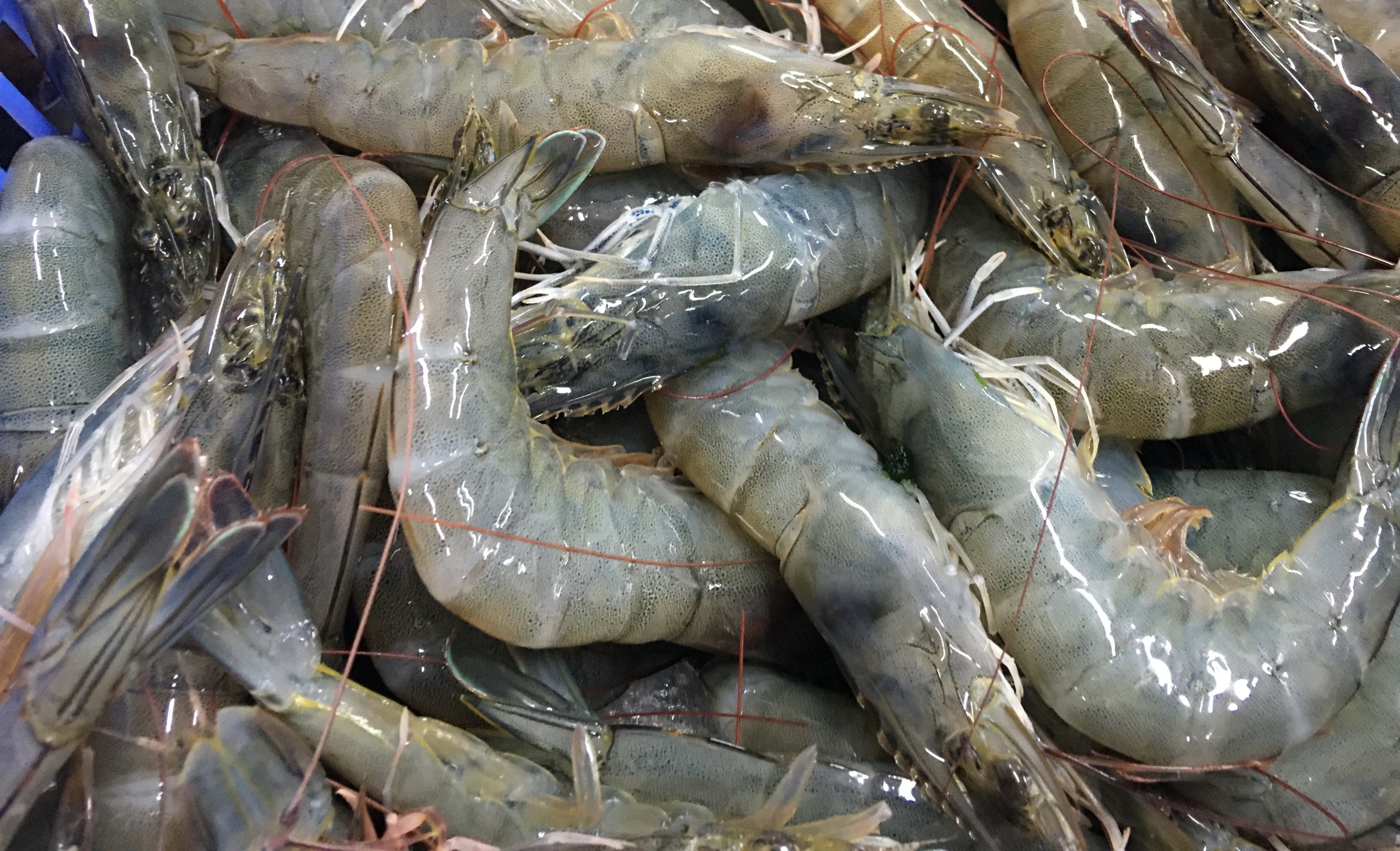 Shrimp import demand in main markets is forecasted to increase slightly in H2