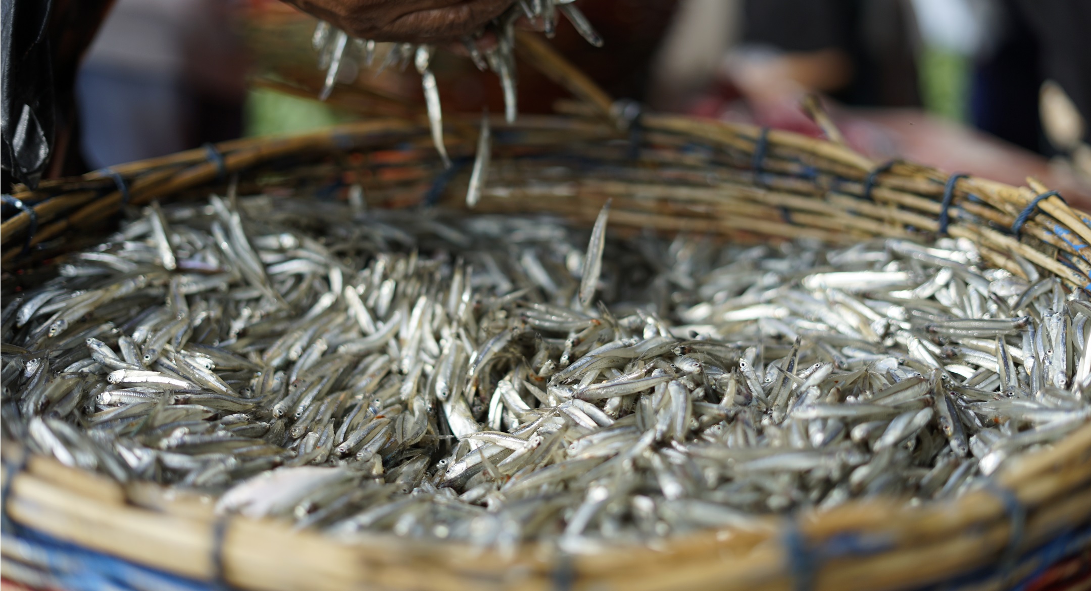 Sản lượng thủy sản của Peru tăng 6% trong tháng 42023