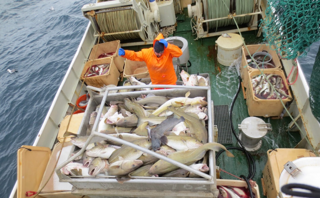 Giá cá tuyết Iceland trượt dốc do mùa đánh bắt cá ven biển diễn ra sôi nổi