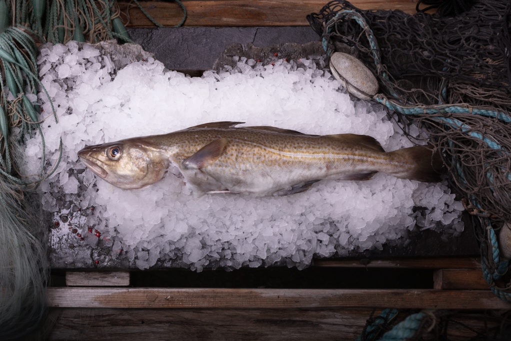 Giá xuất khẩu cá tuyết đông lạnh của Na Uy giảm 