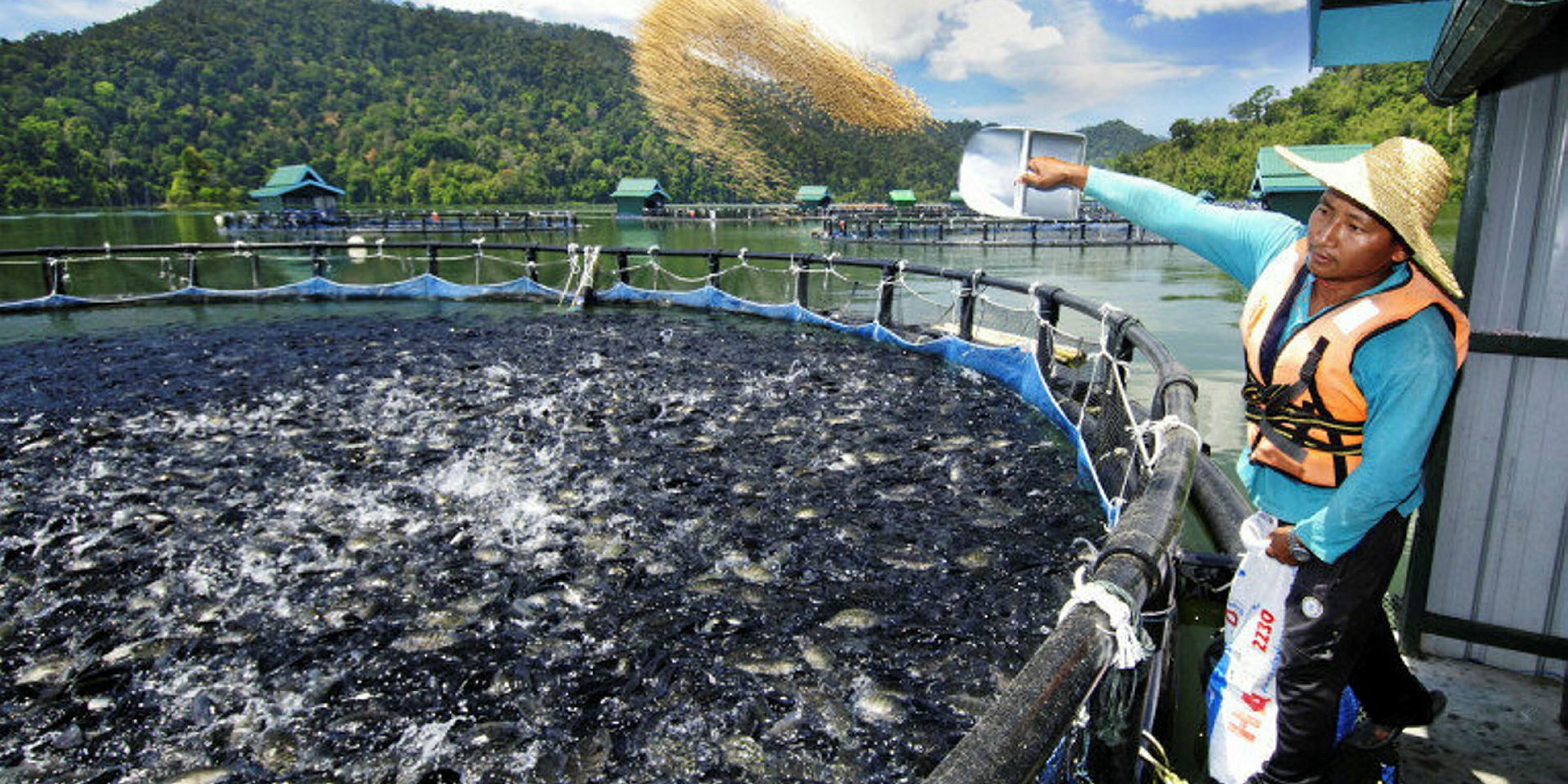 Xuất khẩu cá rô phi Trung Quốc sang Mỹ đối mặt với tồn kho cao