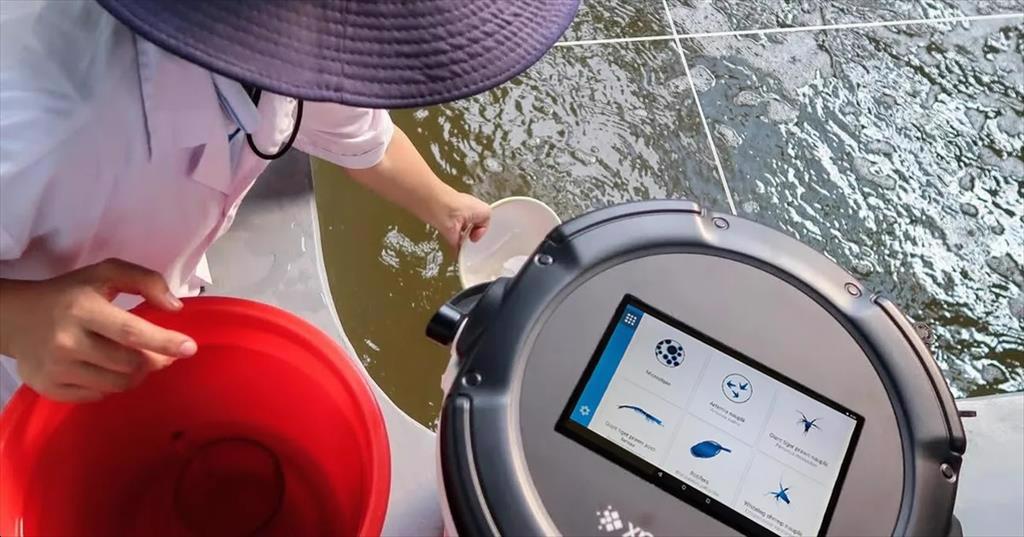 Hệ thống quan sát bằng Al có thể đếm và đo tôm với độ chính xác lên tới 95%