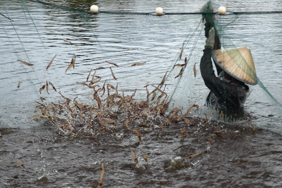 Người nuôi tôm Trung Quốc kêu gọi hỗ trợ trong bối cảnh giá sụt giảm