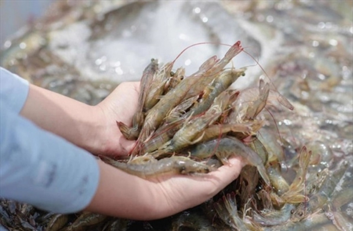  Positive signal for shrimp exports to the US