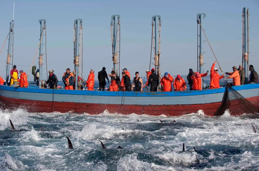 Cá ngừ Tây Ban Nha mở rộng phạm vi được MSC chứng nhận