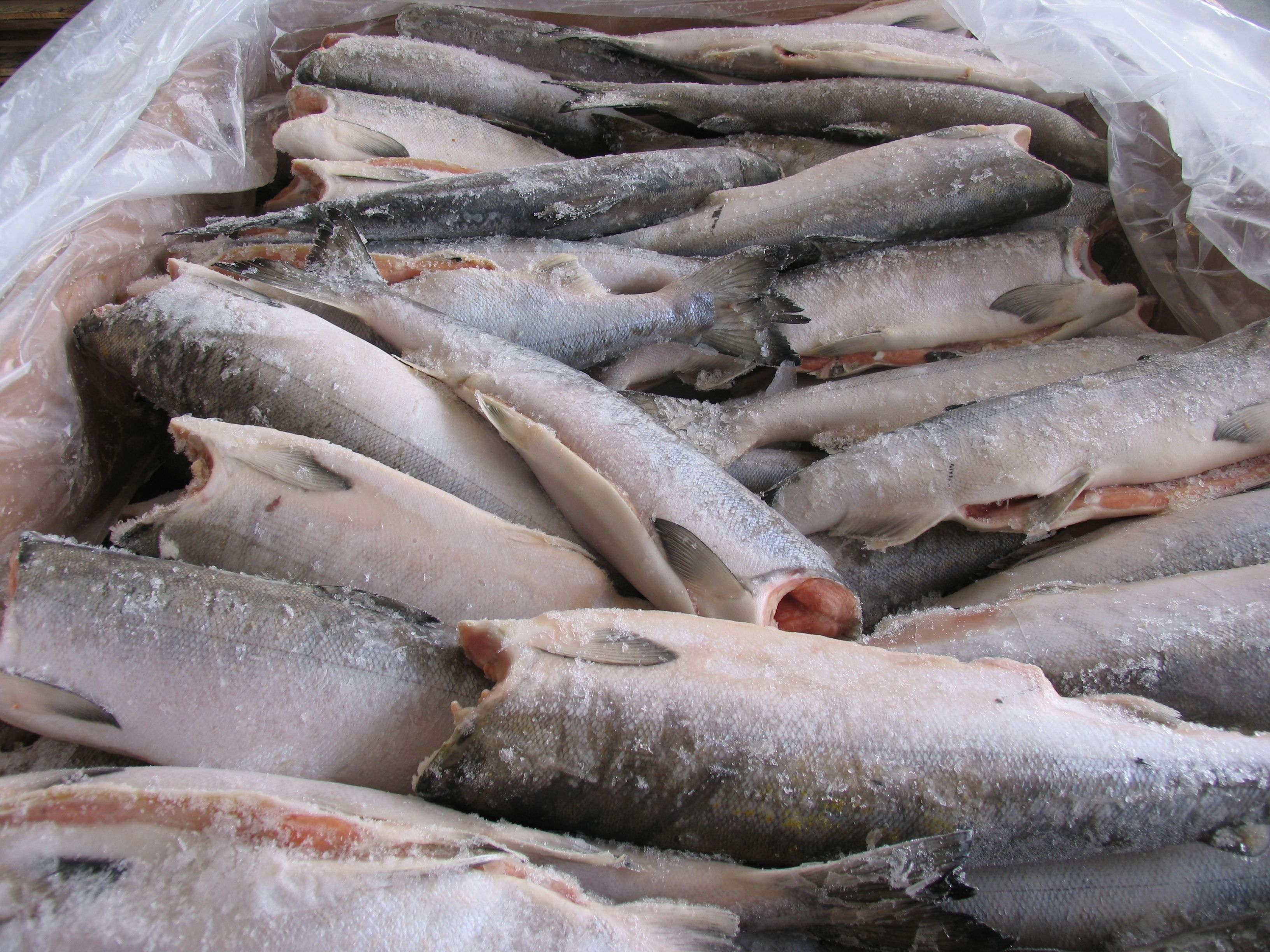 Giá cá tuyết đông lạnh HG của Na Uy tiếp tục tăng