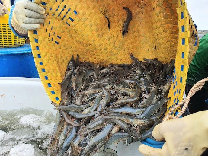 Xuất khẩu tôm lợi thế đang bị… ‘bất lợi’!