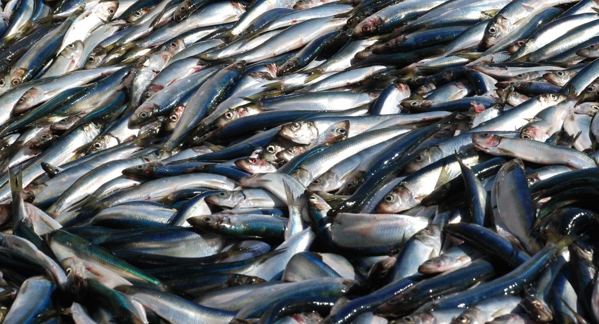 Canada giữ TAC cá trích ở mức 10.000 tấn ở vịnh phía Nam