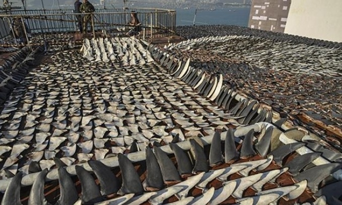 Brazil thu giữ lượng kỷ lục vây cá mập 