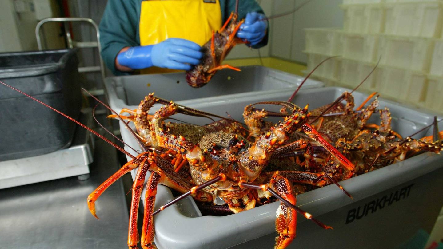 Doanh thu xuất khẩu của New Zealand tăng 8% 