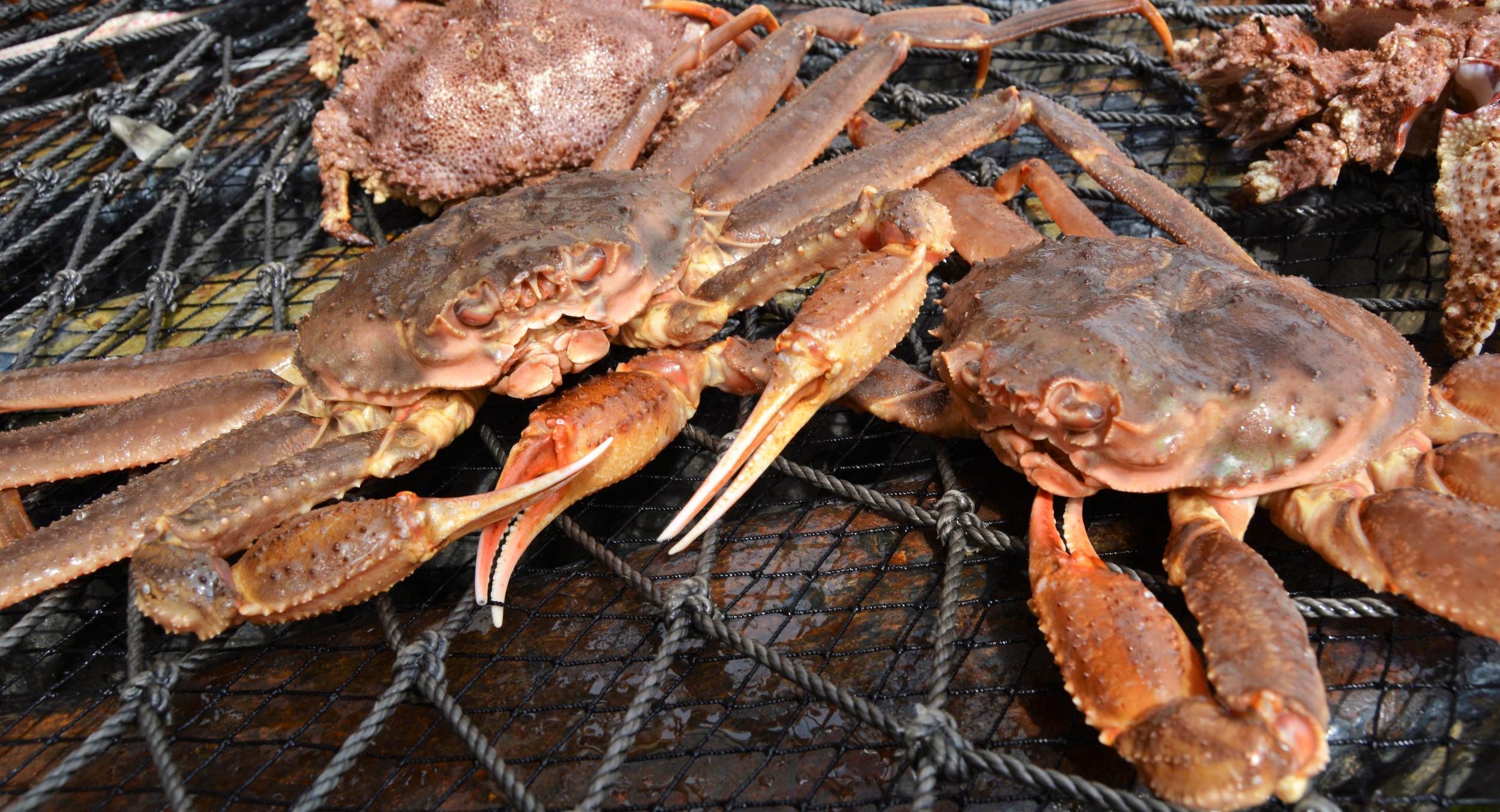 Giá cua tuyết Canada tăng do kết thúc vụ khai thác