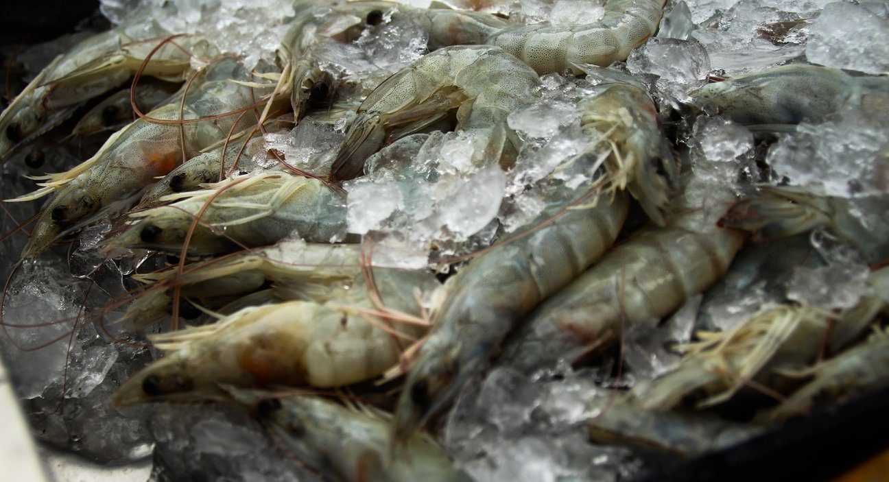 Nhập khẩu tôm của Mỹ trong tháng 52023 tiếp tục giảm 