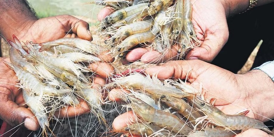 Ấn Độ đạt được bước tiến về chọn lọc di truyền và nhân giống tôm