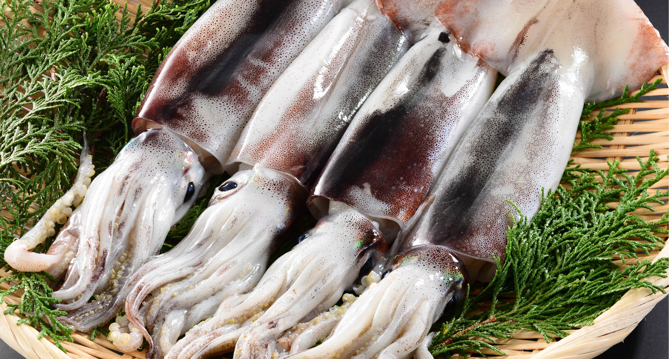 Sản lượng khai thác mực todarodes của Trung Quốc giảm