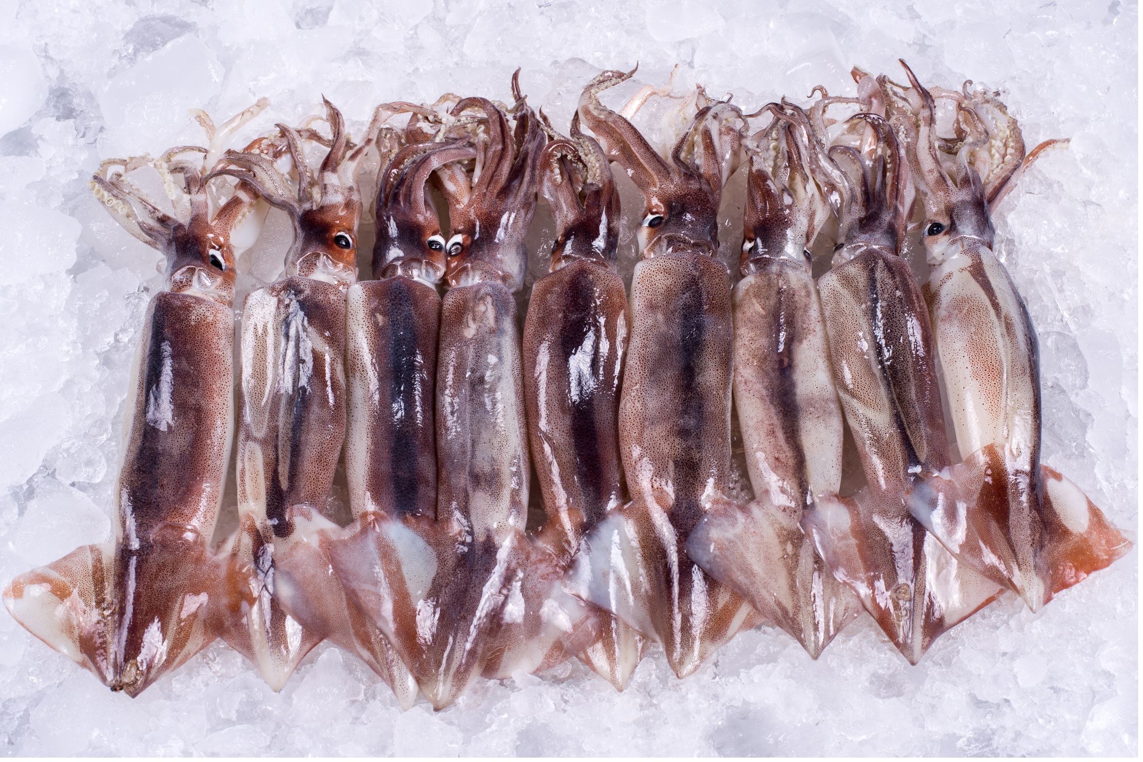 Giá mực ống Illex của Argentina tăng cao do nguồn cung thấp