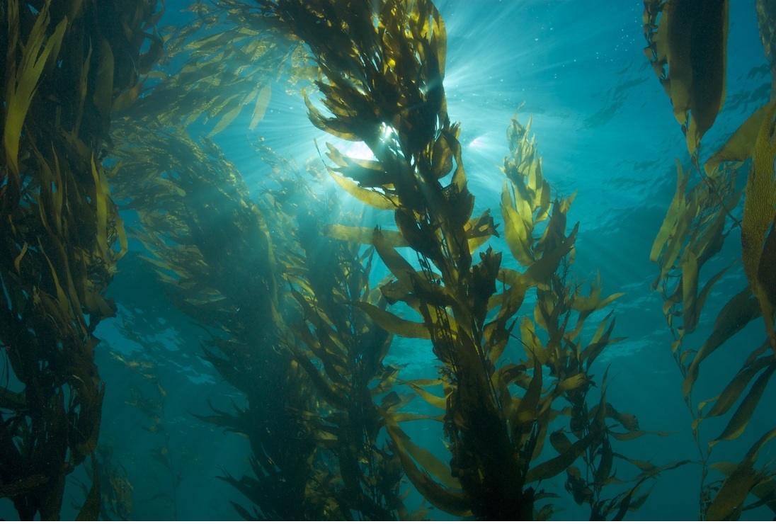 NOAA từ chối thêm tảo bẹ vào các loài có nguy cơ tuyệt chủng 