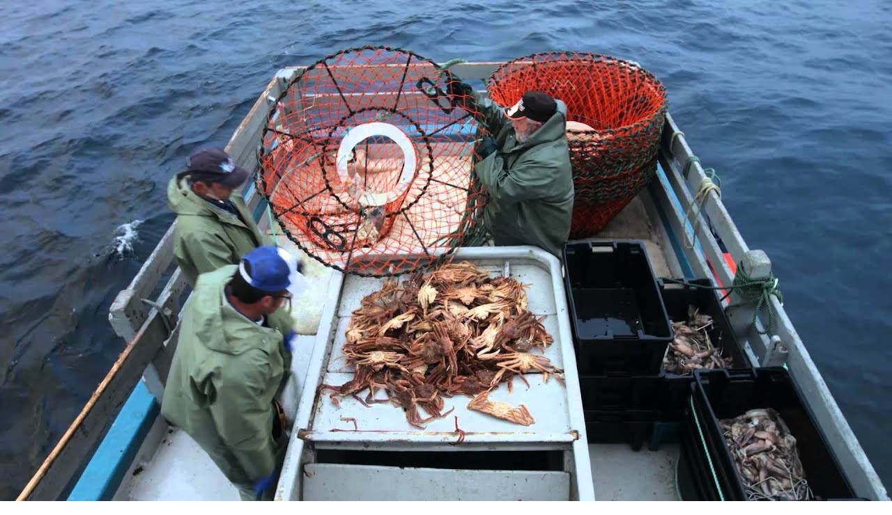 Canada gia hạn vụ khai thác cua tuyết ở Newfoundland 
