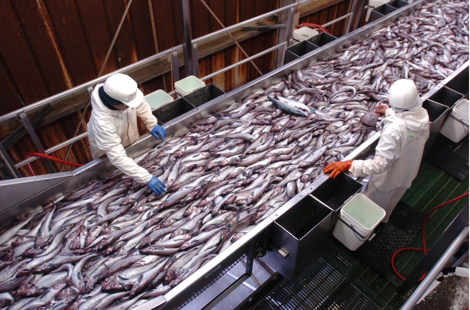 Nga giảm phí, thúc đẩy chế biến thủy sản trong nước