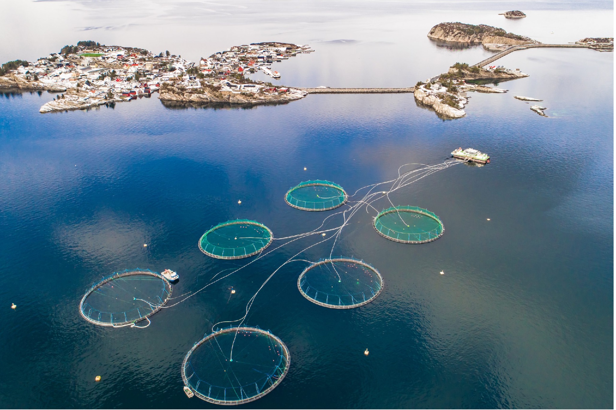 Nuôi trồng thủy sản toàn cầu dự kiến tăng trưởng chậm lại 