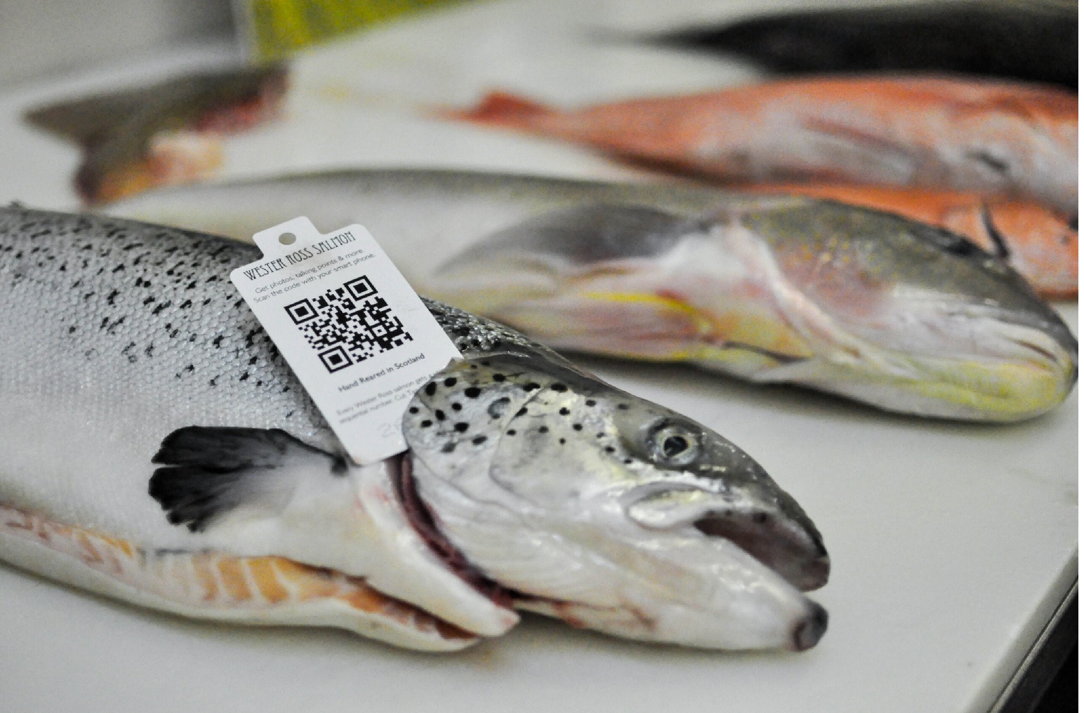 Công cụ mới xác minh dữ liệu truy xuất nguồn gốc thủy sản kỹ thuật số