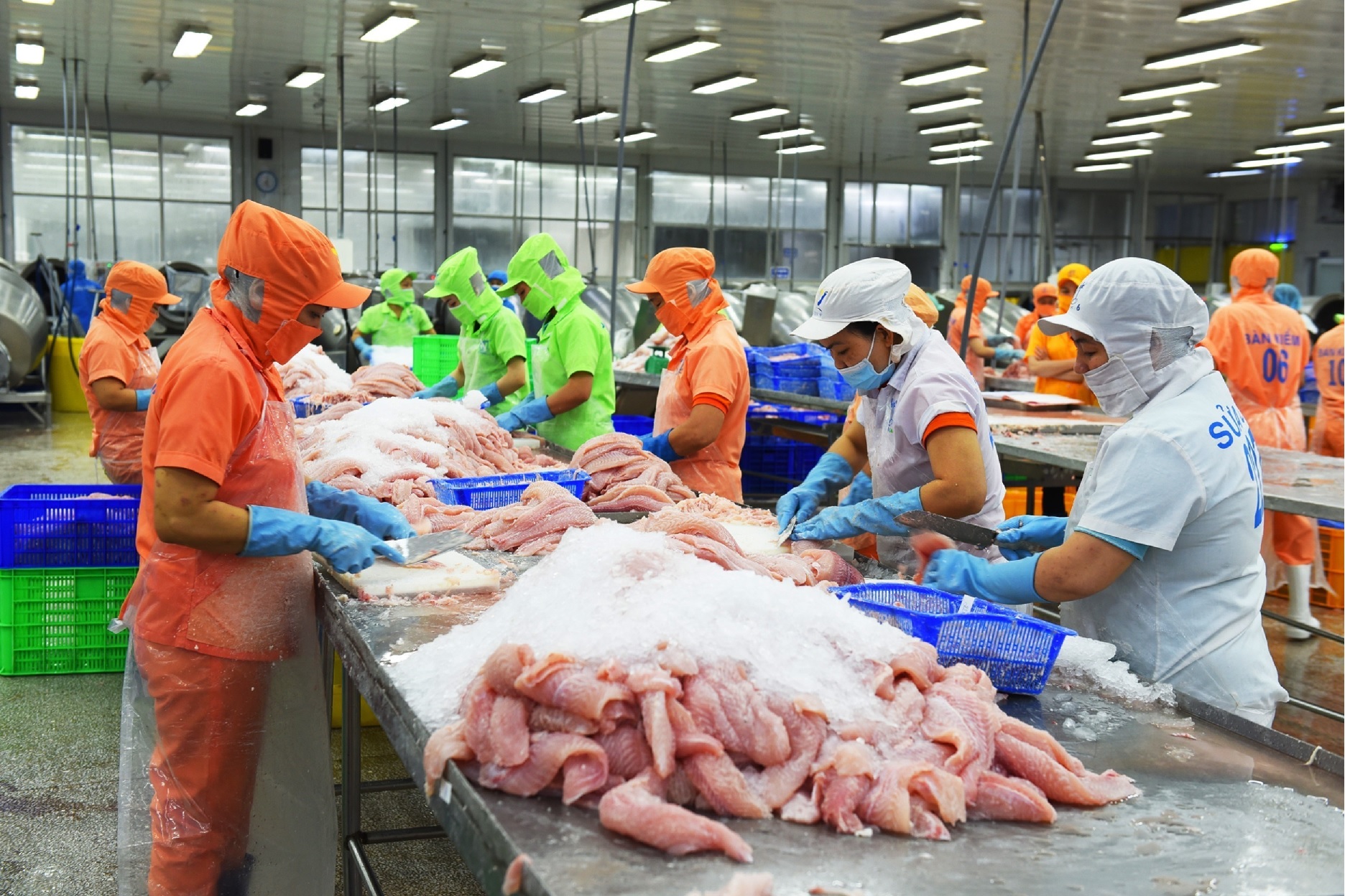 Pangasius exports in June 2023 show encouraging recovery with a ...