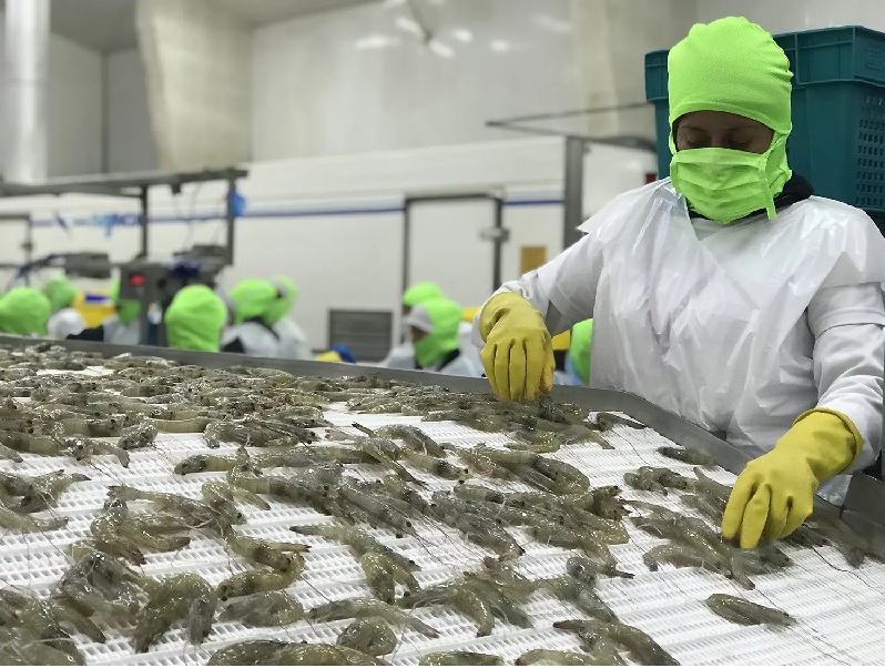 Xuất khẩu tôm Ecuador năm 2023 dự kiến không tăng mạnh 