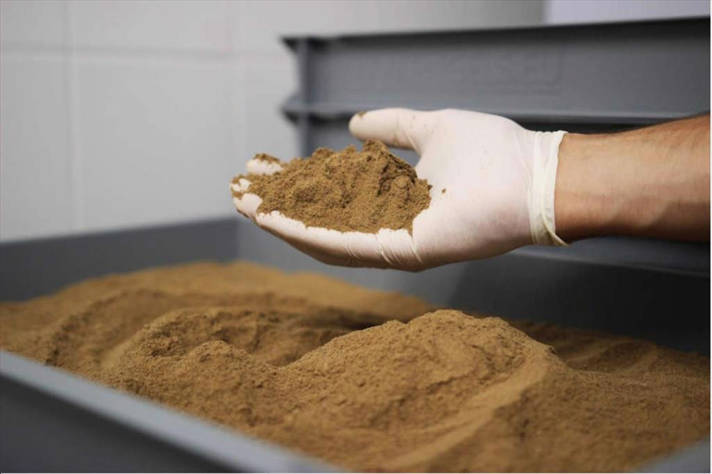 Xuất khẩu bột cá Peru có thể giảm 600 triệu USD năm nay do El Nino