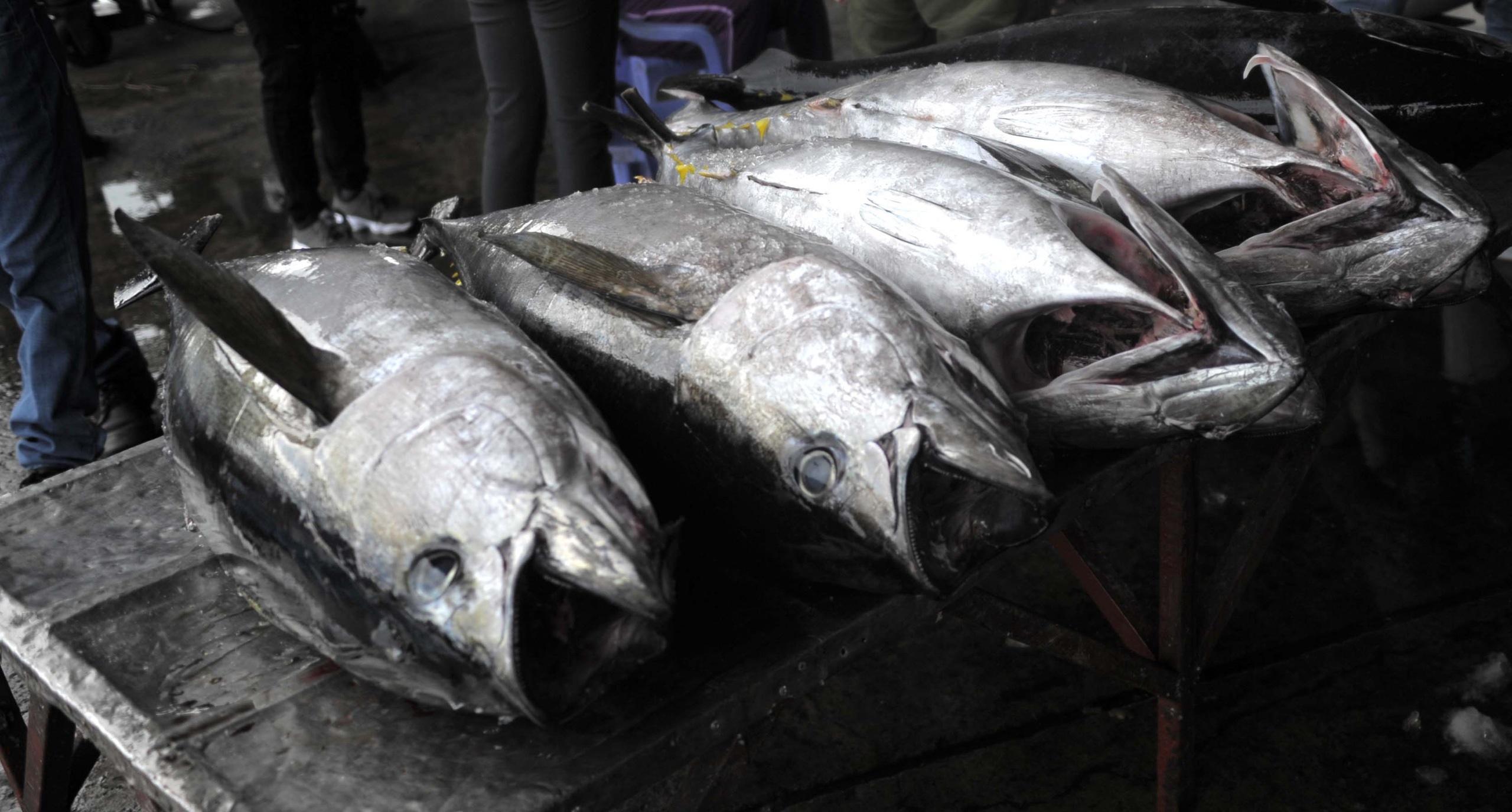 Vietnam’s tuna exports increase in some key markets
