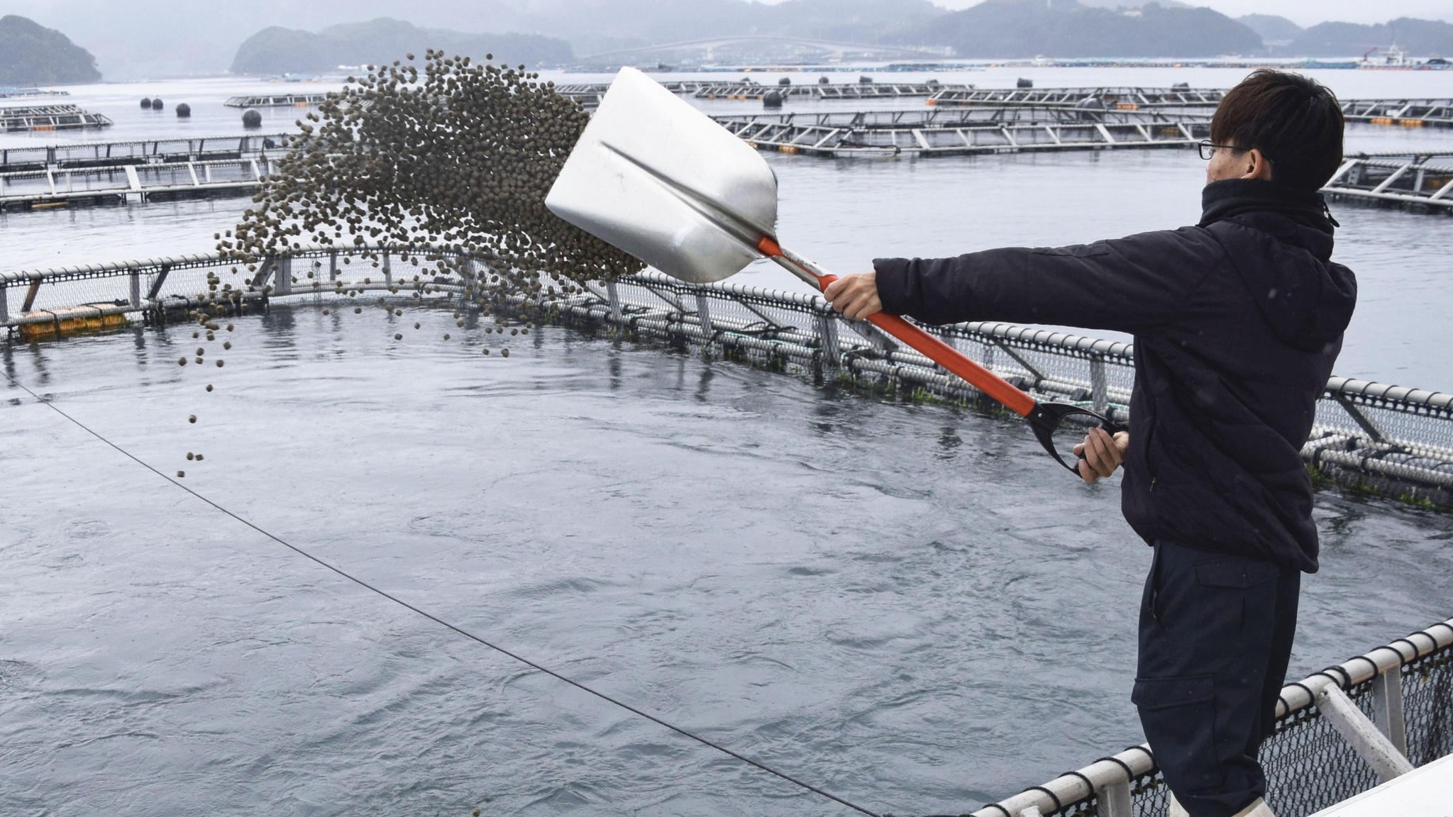 Các nhà sản xuất thức ăn thủy sản Nhật Bản không đạt ASC do dùng phụ phẩm