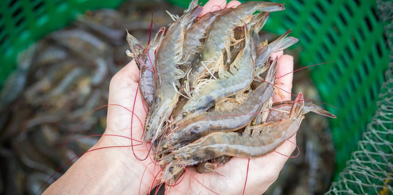 Ecuador kêu gọi ban bố tình trạng khẩn cấp chống lại tội phạm gia tăng 