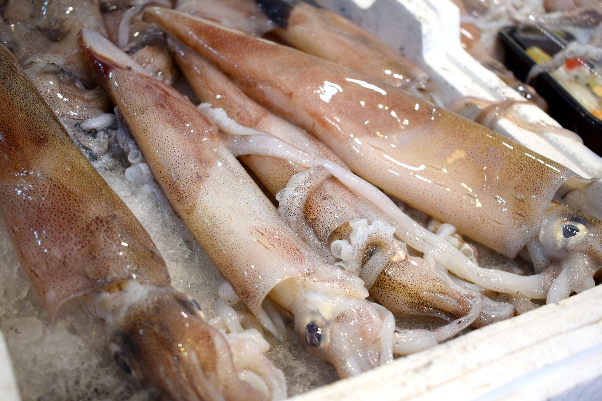 Giá bạch tuộc giảm khi mùa bạch tuộc Ma-rốc bắt đầu