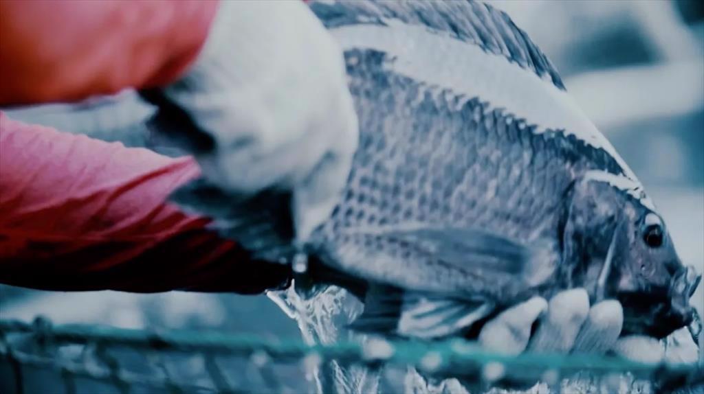 Ứng dụng di động hiện đại hóa nuôi cá rô phi ở Kenya