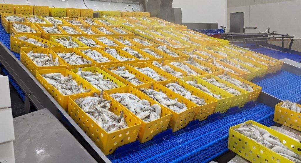 Ecuador đạt 600.000 tấn xuất khẩu tôm 6 tháng đầu năm 2023