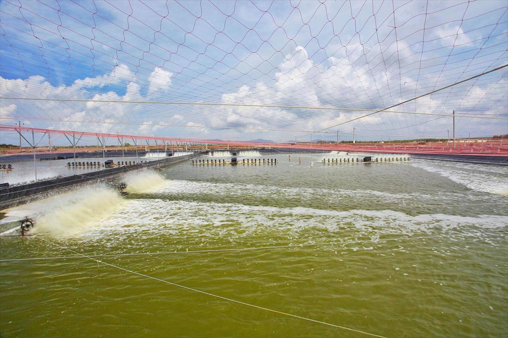 Visiting Minh Phus super-intensive shrimp farm