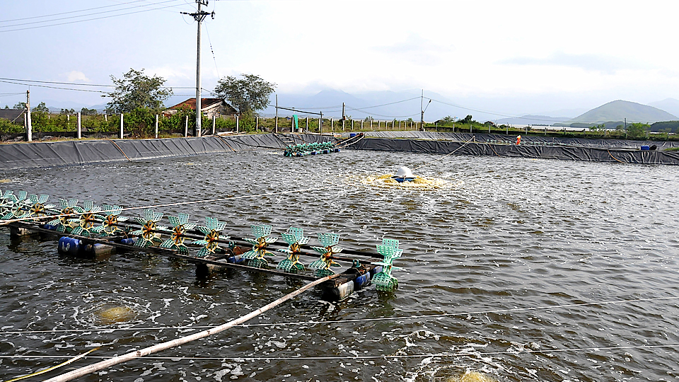 Tản mạn chuyện con tôm 