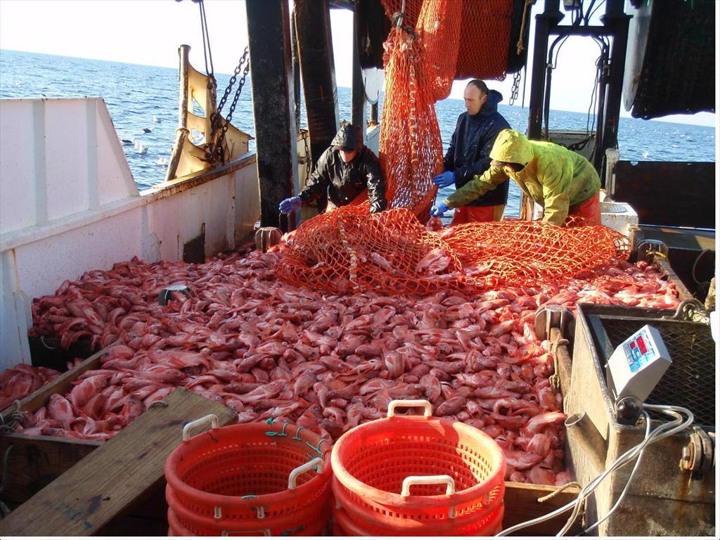 MSC đình chỉ chứng nhận cá tầng đáy của Acadian trong tháng 8