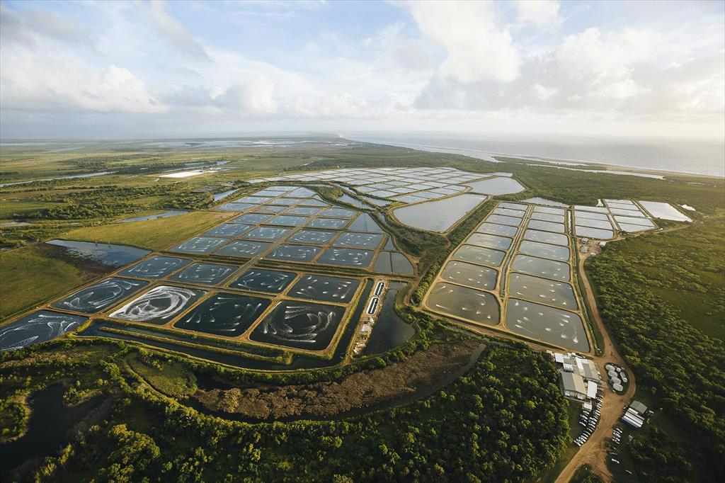 Thị trường tôm toàn cầu sẽ đạt 69,35 tỷ USD vào năm 2028