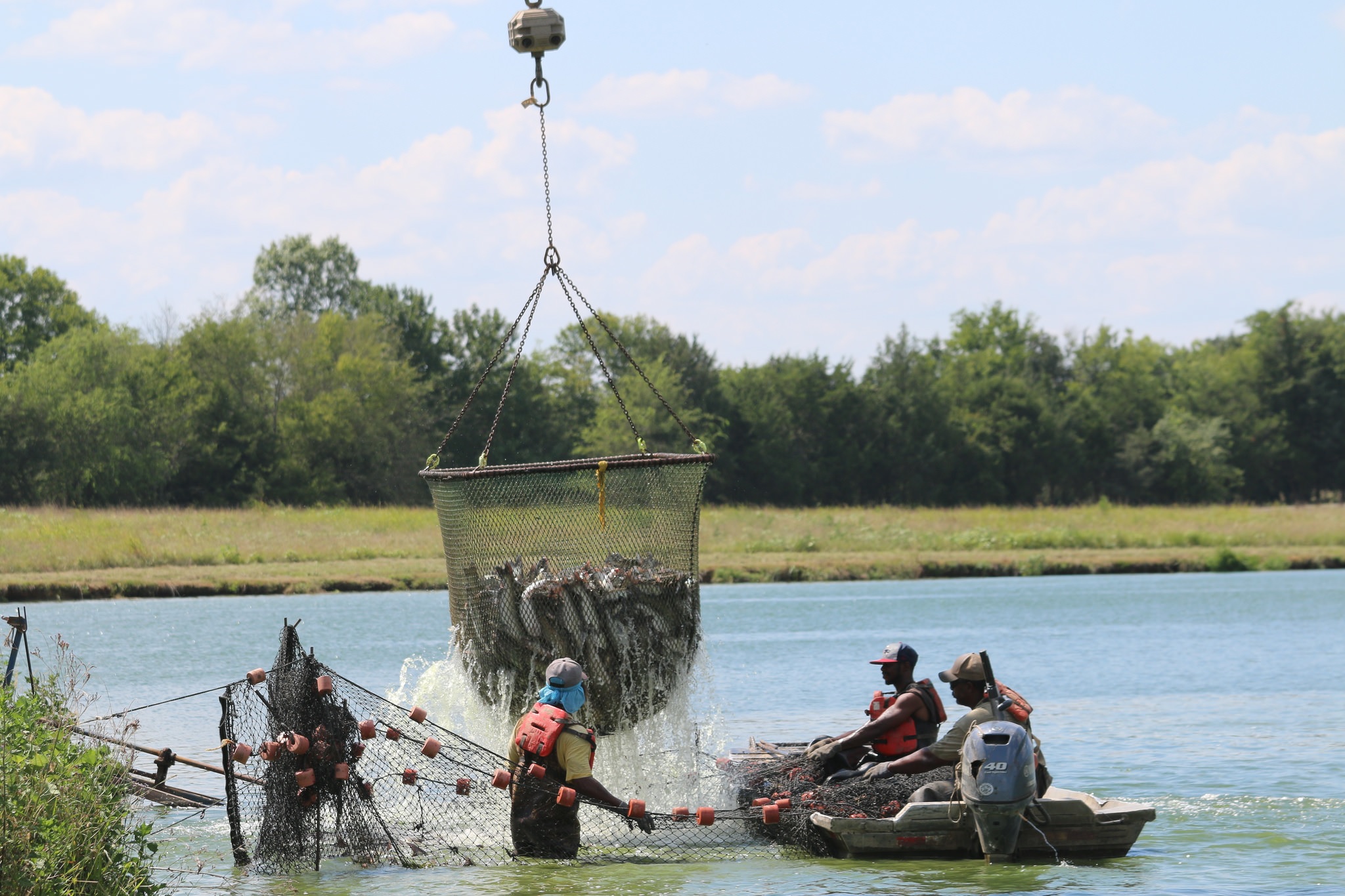 Sản lượng cá da trơn của Mỹ giảm 