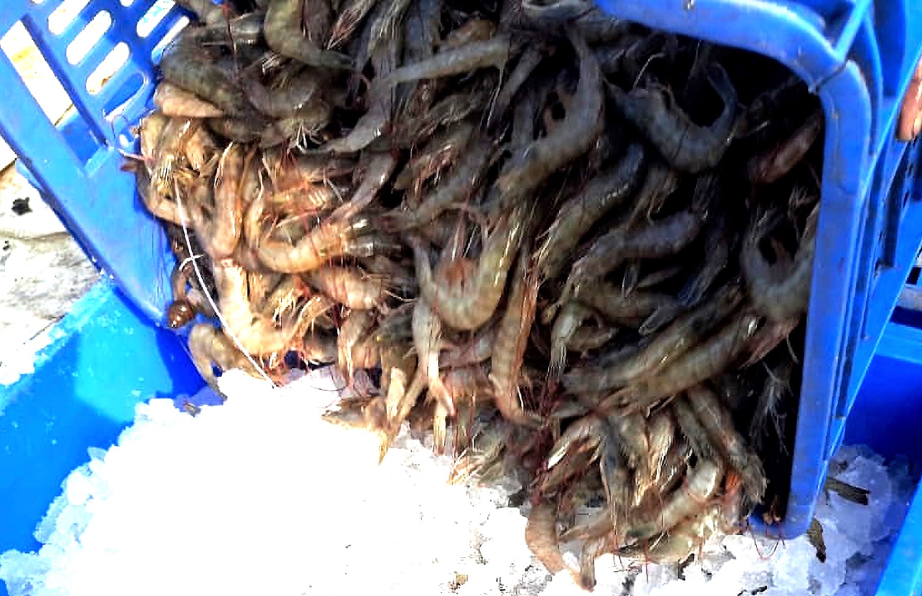 Doanh số Avanti Feeds (Ấn Độ) giảm 8% do nuôi tôm chậm lại