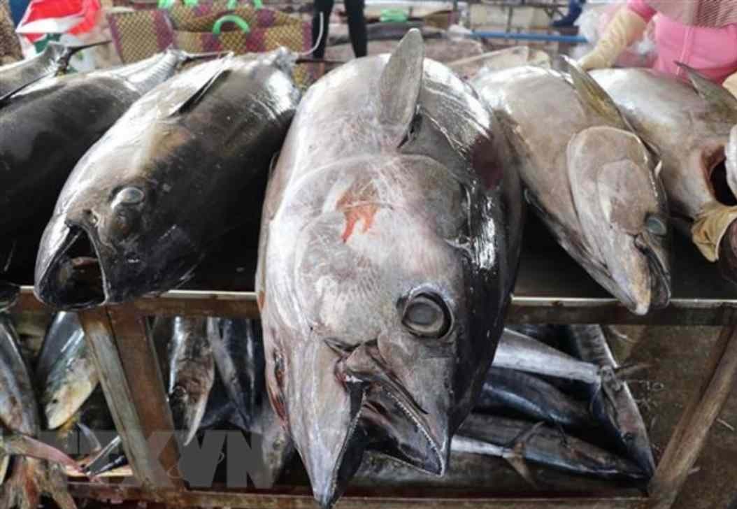 Vietnams frozen tuna meatloin exports to the US down 60%