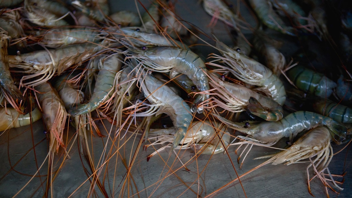 Tình trạng khẩn cấp của Ecuador không áp dụng cho các nhà xuất khẩu