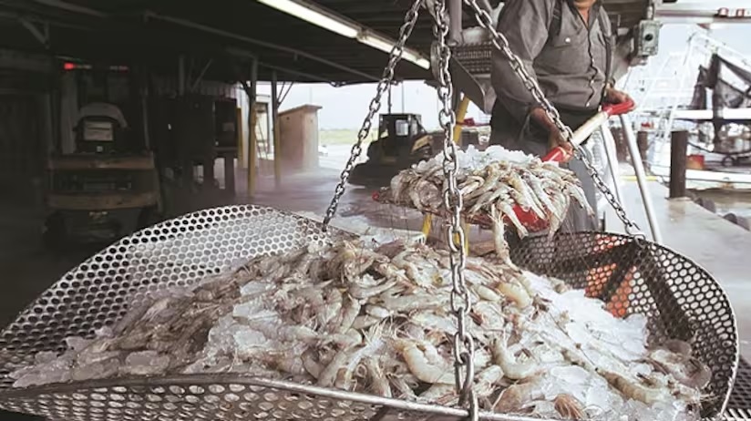 Ấn Độ yêu cầu EU cho phép các công ty mới niêm yết xuất khẩu tôm nuôi