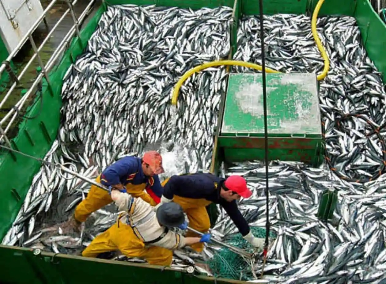 Peru nâng hạn ngạch cá thu khai thác thủ công lên 22%